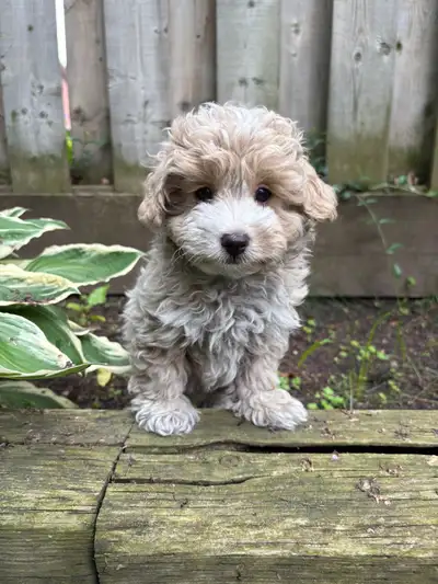 Maltipoo Puppies, View more