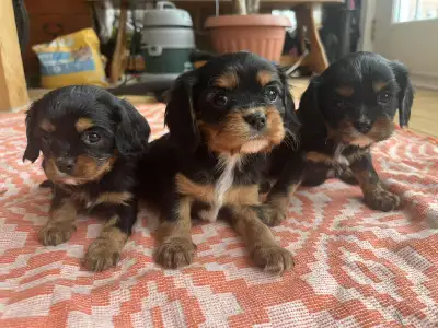 Merveilleux chiots Cavalier King Charles pure race des amours !, View more