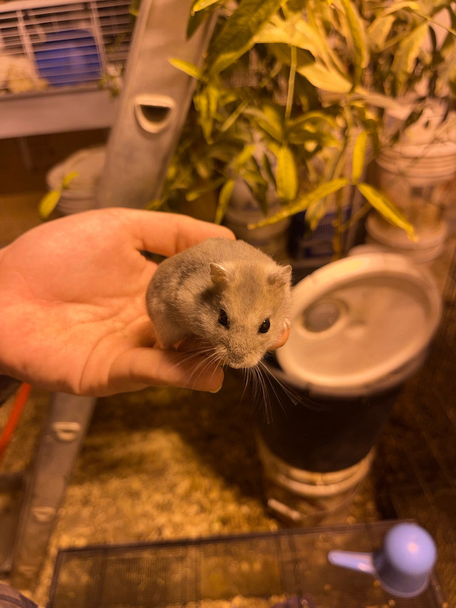 Hamster à vendre dans Autres animaux à adopter  à Longueuil/Rive Sud
