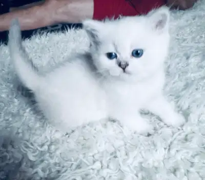 Purebread British Shorthair girl kitten, white Blue eyes, View more