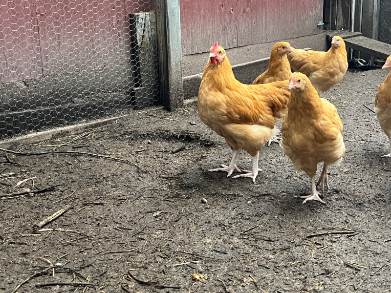 Purebred Buff Orpington Salmon Faverolle Barnevelder chickens