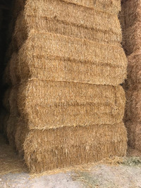 Sqaure Straw for sale
