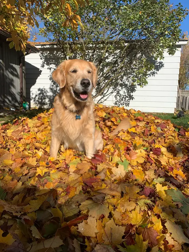Golden Retriever Pup Waitlist in Dogs & Puppies for Rehoming in Owen Sound - Image 6