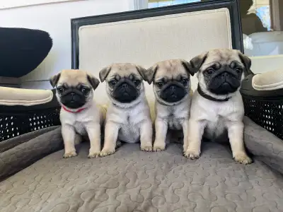 CKC Registered Pug Puppies, View more