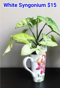 White Syngonium plant for $15 only