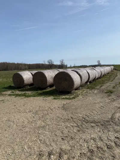 2024 4x41/2 bales 50 or so available. Text or call 519 381 8462