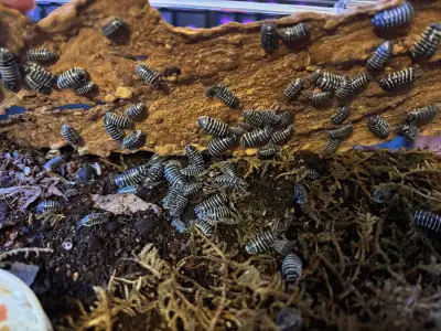 Zebra isopods are absolutely stunning, and these guys love to breed You get 12+ pods of all sizes Wi...