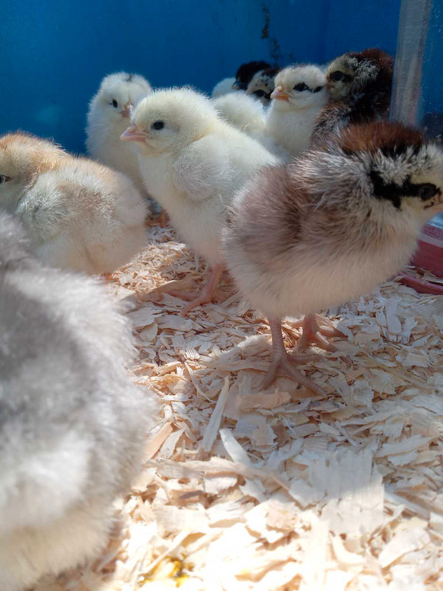 Day old chicks in Livestock in Peterborough