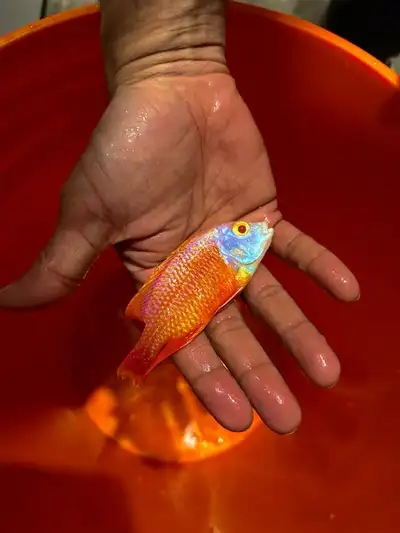 Albino Red Empress juvenile about 1 inch $5 each. Pictures of the breeder male, not for sales Key wo...