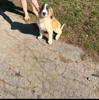 I have available 3 beautiful puppies 1 male intact German shepherd 1 male intake St Pyrenean And 1 f...