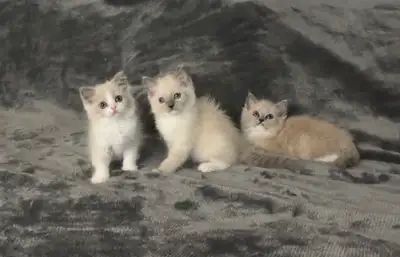 3 beautiful purebred ragdoll kittens rehoming, View more