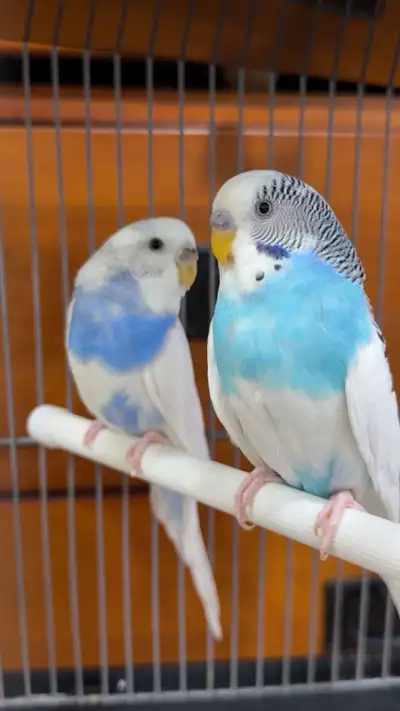 pair of budgies, View more