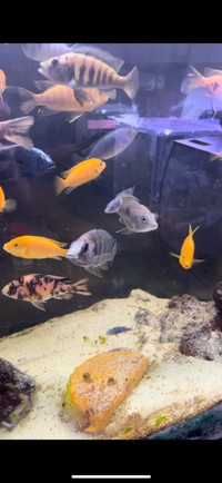 African Cichlid Aquarium fish