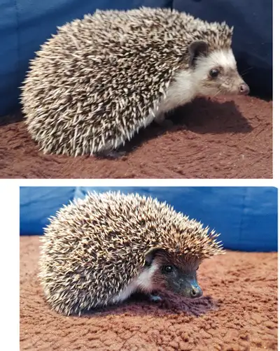♥♥ Delivery habitats inclusions, young adult hedgehogs to adopt, View more