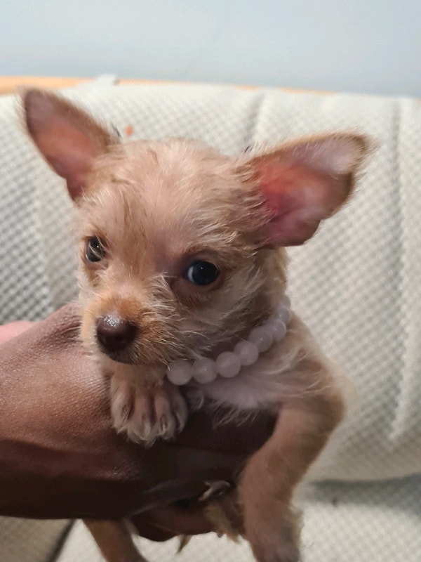 CHORKIE FOR SALE! Dogs & Puppies for Rehoming City of Toronto Kijiji