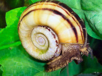 Colombian Ramshorn snails