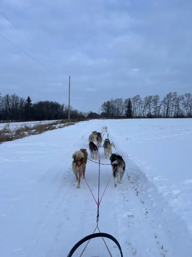 Dog Sledding Adventures64840294090242120