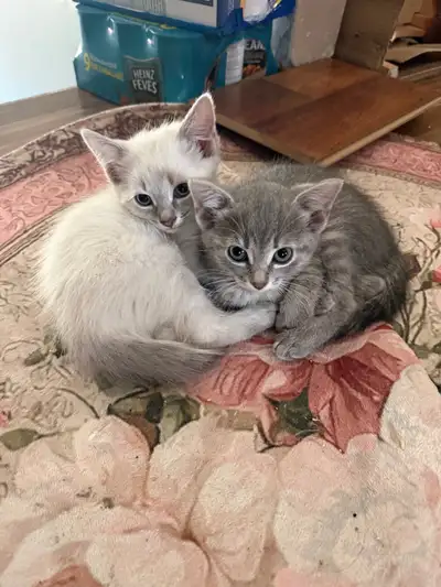 Kitties for sale, View more