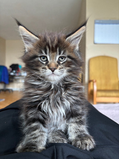 Pure breed maine coon
