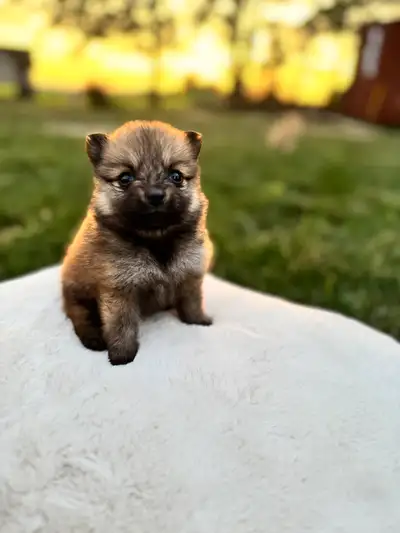 Pomeranian puppies, View more