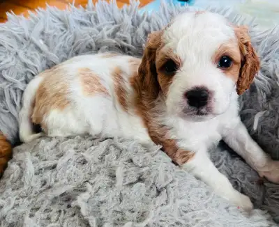 Adorable Cavapoo puppies ( Toy Poodle/ King Charles ) We have F2 and F1b Beautiful markings! Parents...