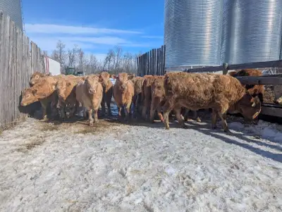 Open heifers , View more