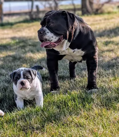 ••Check us out on Instagram @prairiepridebulldogges we will have a new litter in 7 weeks ! Franny(ch...