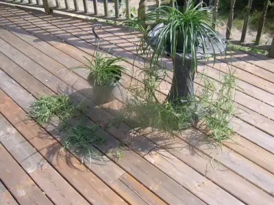 Spider plants, View more