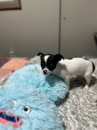 Male Chihuahua pup for sale