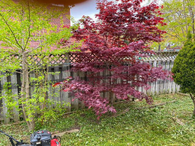 Beautiful Mature 14ft Bloodgood Japanese Maple Tree in Plants, Fertilizer & Soil in City of Toronto - Image 2