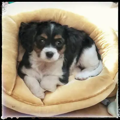 Toy Aussie/king Charles mix, View more