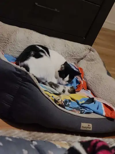 8 Week Old Kitten + Mother For Adoption, View more