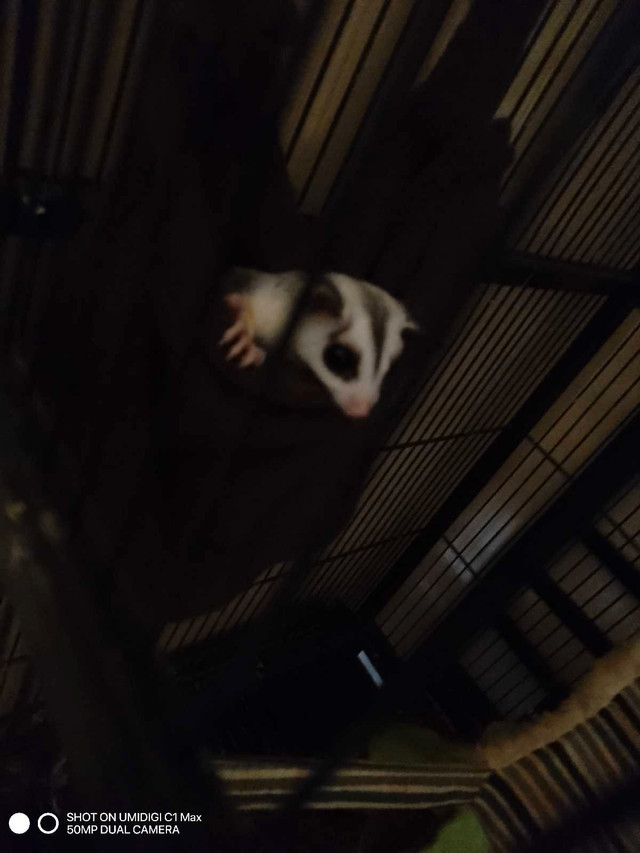 Suger gliders with  cage in Small Animals for Rehoming in Leamington - Image 2