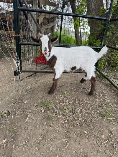 Beautiful well bred Nigerian Dwarf Buckling from very dairy lines. Will make a wonderful herd sire i...