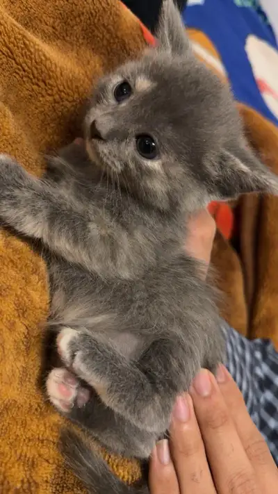kittens for sell, View more