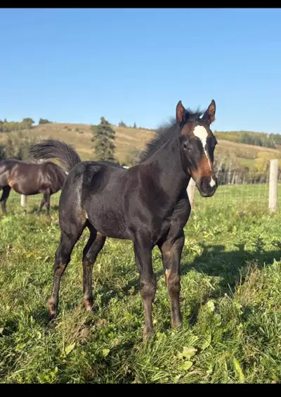 AQHA Weanlings, View more