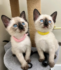 Beautiful Siamese kittens available 