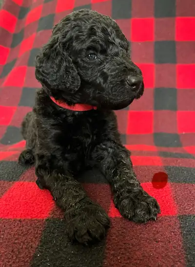 goldendoodle, View more