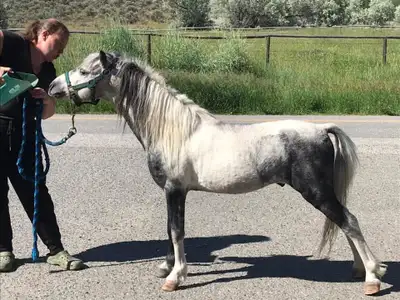 AMHR Reg Mini Stud, View more