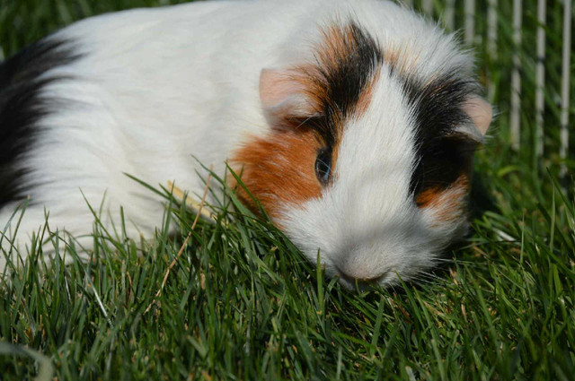 female guinea pig in Small Animals for Rehoming in Abbotsford - Image 2