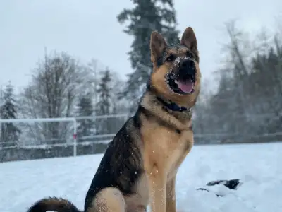 Adult Male GSD for Rehoming, View more