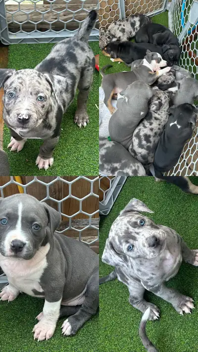 puppies for sale, View more