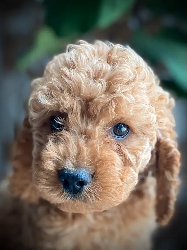 Cockapoo Puppies in Dogs & Puppies for Rehoming in Woodstock - Image 7
