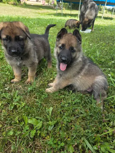 Sable German Shepherd Puppies - Loyal, Smart, Stunning, View more