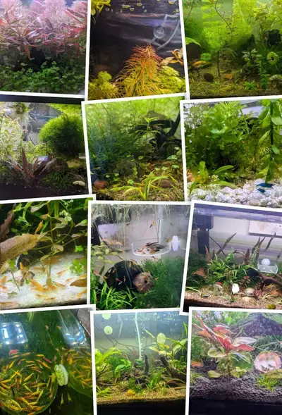Neocaridina  Aquariums Shrimp + plants, View more
