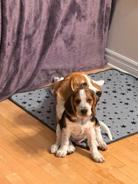 CKC registered purebred Beagle puppies
