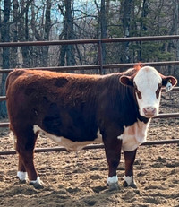 Yearling Hereford Bull