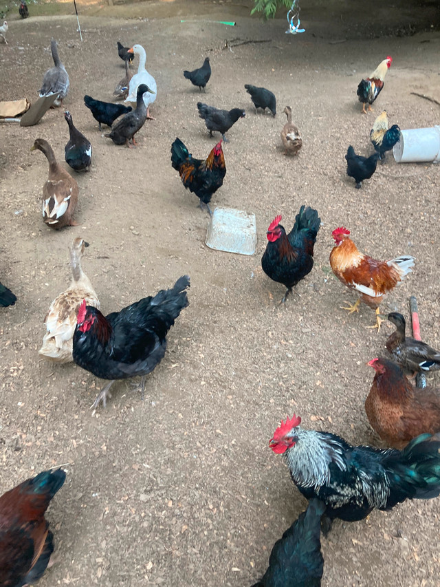 Heritage roosters 6 months old in Livestock in Abbotsford