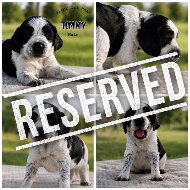 Purebred CKC English Springer Spaniel Puppies in Dogs & Puppies for Rehoming in London - Image 7