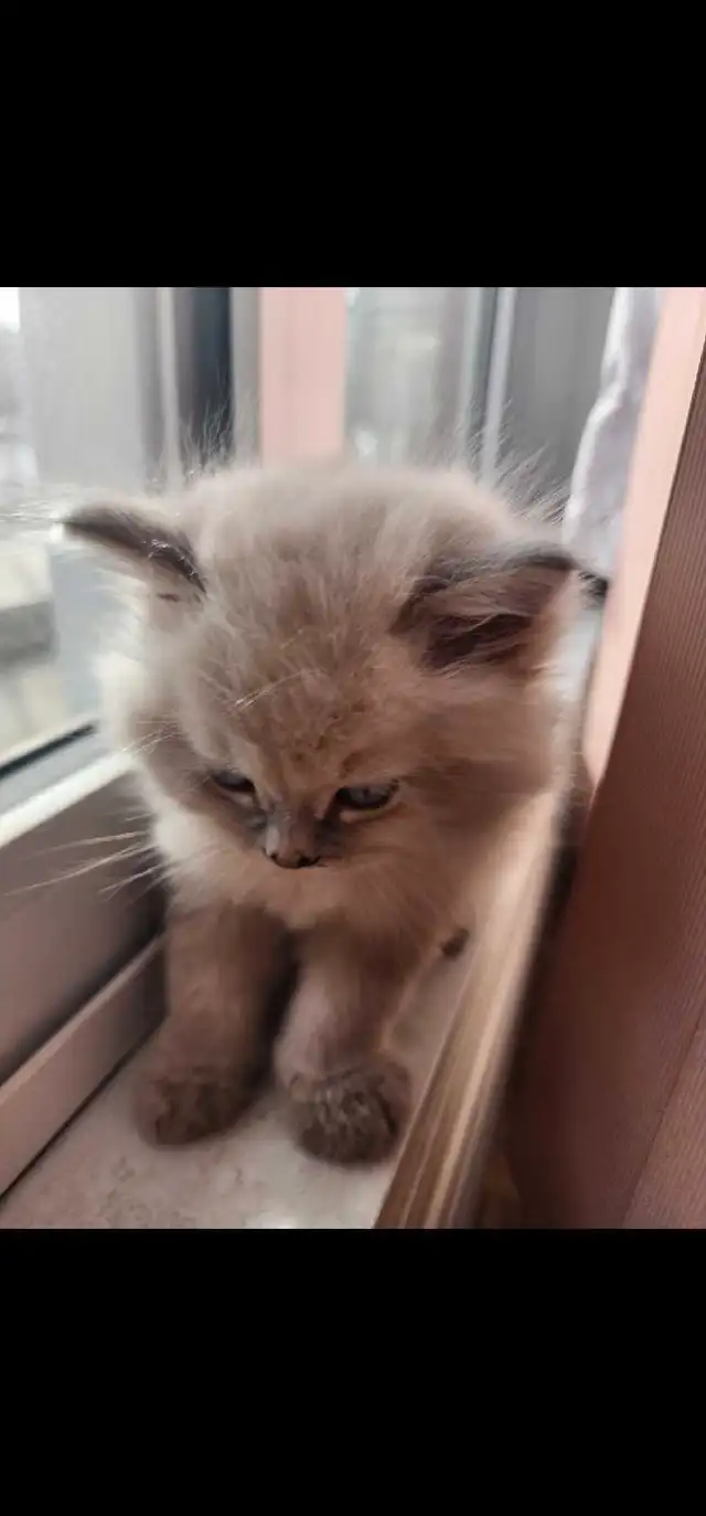 3 attractive Himalayan kittens in Cats & Kittens for Rehoming in City of Montréal - Image 4